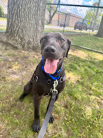 Poodles to Pit Bulls Dog Training
