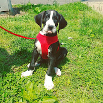 Poodles to Pit Bulls Dog Training