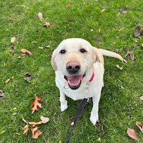 Bark Busters Home Dog Training Manhattan & Yonkers