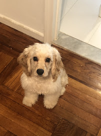 Bark Busters Home Dog Training Manhattan & Yonkers