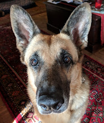 Harmony Dog Training