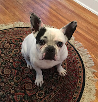 Harmony Dog Training