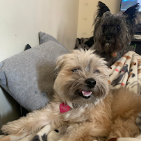 Dog Basics NYC
