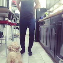 Dog Training NYC