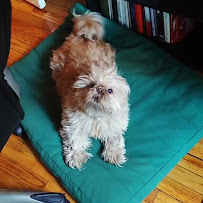 Dog Training NYC