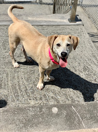 Quing Canine Dog Training