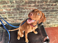 NY Metro Off Leash K9 Training