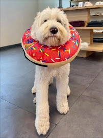 Happy Tails Pup Experience