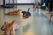 Dog Days of New York