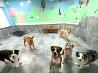 City Tails NYC