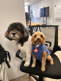 Mad Paws HQ | Pet Sitter & Dog Walker Marketplace