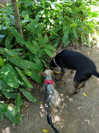 New Farm Dog Walking