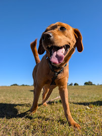 Rascals and Mutts Dog Walking