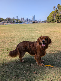 Rascals and Mutts Dog Walking