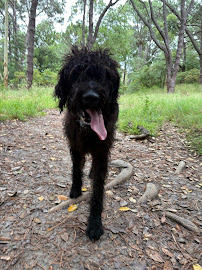 Man About a Dog - Dog walking