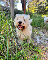 Man About a Dog - Dog walking