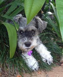 The North Shore Dog Walker