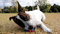 Christopher Walking - Melbourne Dog walking and daycare