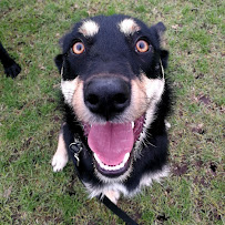 Christopher Walking - Melbourne Dog walking and daycare