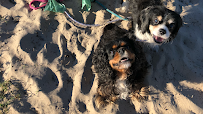 Kassie's Dog Walking & Pet Sitting Gold Coast