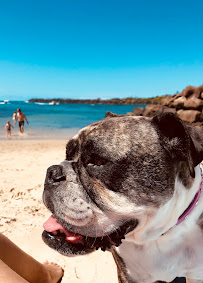 Kassie's Dog Walking & Pet Sitting Gold Coast