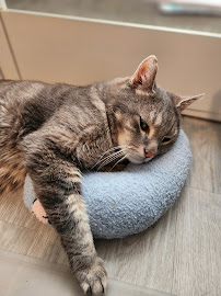 Pet Sitters Sydney | PetCloud | Overnight Pet Boarding & Doggy Daycare