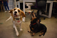 Mad Paws | Pet Sitters Canberra | Overnight & Daytime Pet Care