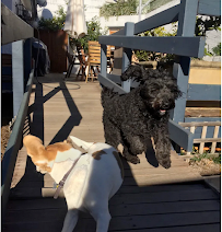 Mad Paws | Pet Sitters Canberra | Overnight & Daytime Pet Care