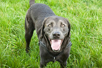 Vancouver Canine Dog Walking