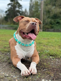 Lower Mainland Dog Walker