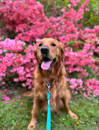 Lower Mainland Dog Walker