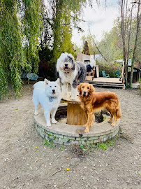 The Woofer Walkers Dog Daycare, Dog Boarding & Dog Walking