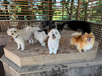 The Woofer Walkers Dog Daycare, Dog Boarding & Dog Walking