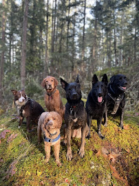 Social Dogs Club | Off-Leash Dog Walks