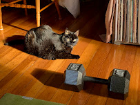 Sage Pet Care | Dog Walkers & Pet Sitters