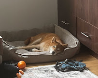 Sage Pet Care | Dog Walkers & Pet Sitters