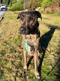 Out 'N Back Dog Adventures