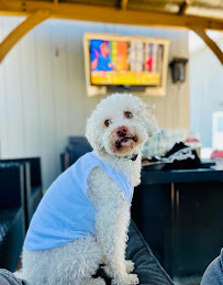 Ahead of the Pack Dog Walking Company