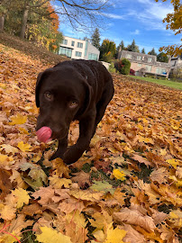 Ahead of the Pack Dog Walking Company