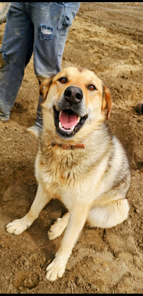 A Walk in the Park Pet Care