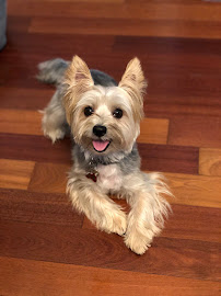 Happy Stays Small-Dog Boarding