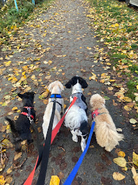 Happy Stays Small-Dog Boarding