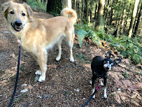 Dogs Crossing: Dog Training & Pet Services