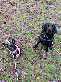 South Yorkshire Dog Walkers | Sheffield Dog Walking