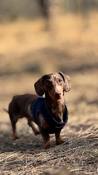 The Dog Walker Wimbledon