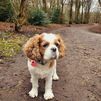 Dog Walkers West Yorkshire
