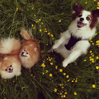 Dog Walkers West Yorkshire