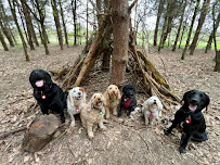 Warrington Dog Walker