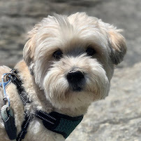 NYC Dog Walkers, LLC