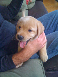 NYC Dog Walkers, LLC